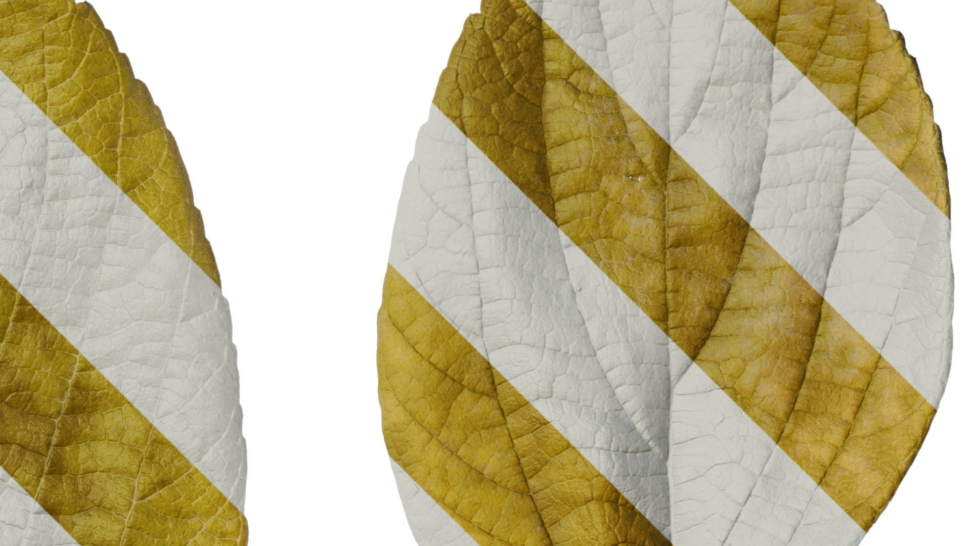 Anydrafts Celtis julianae Leaf 01 Texture_2