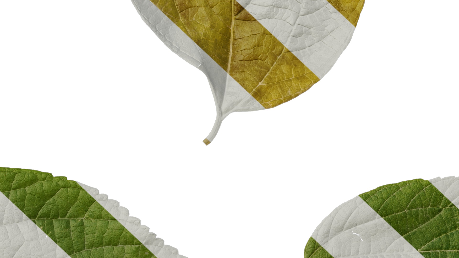 Anydrafts Celtis julianae Leaf 01 Texture_7