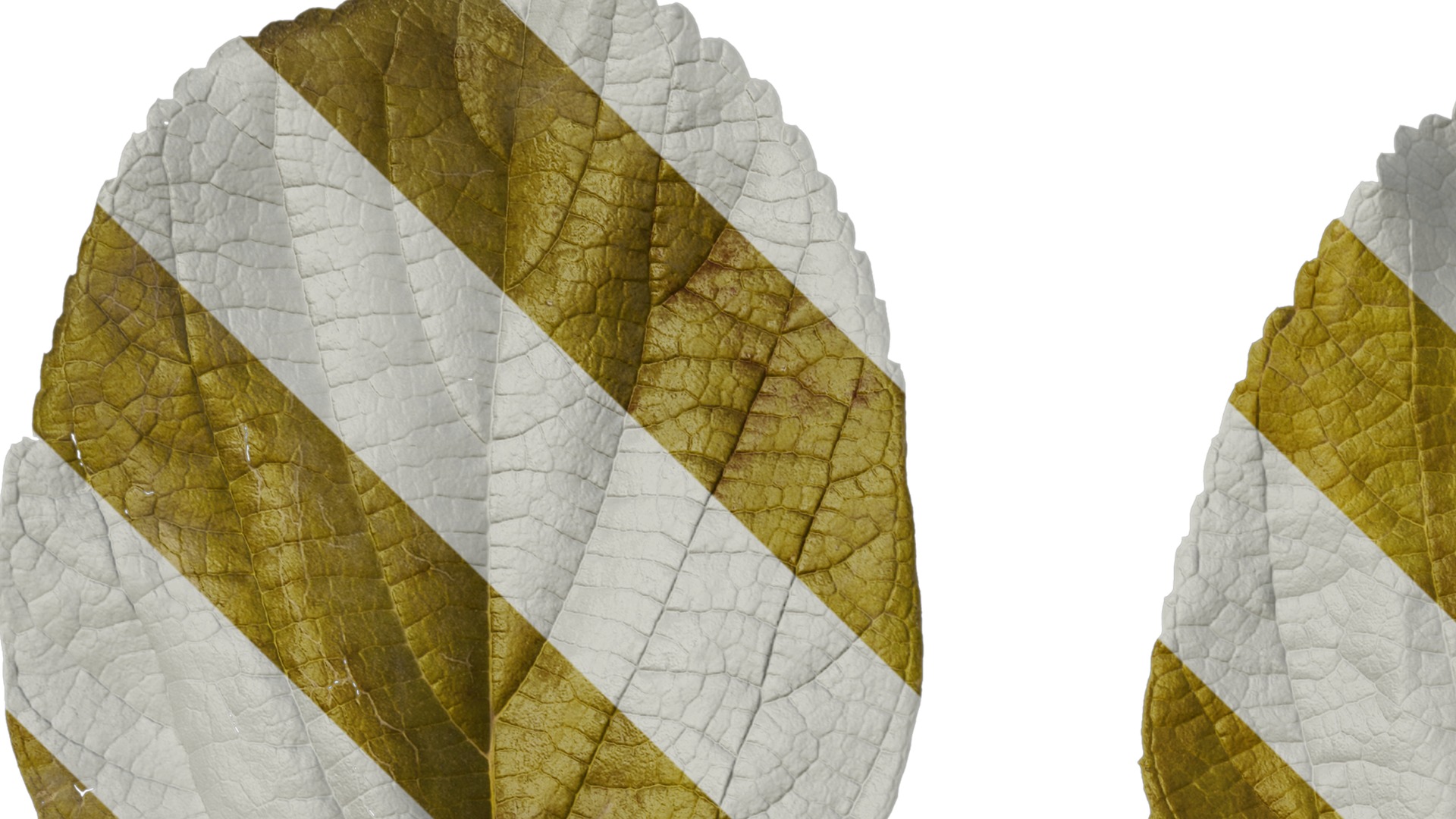 Anydrafts Celtis julianae Leaf 01 Texture_1