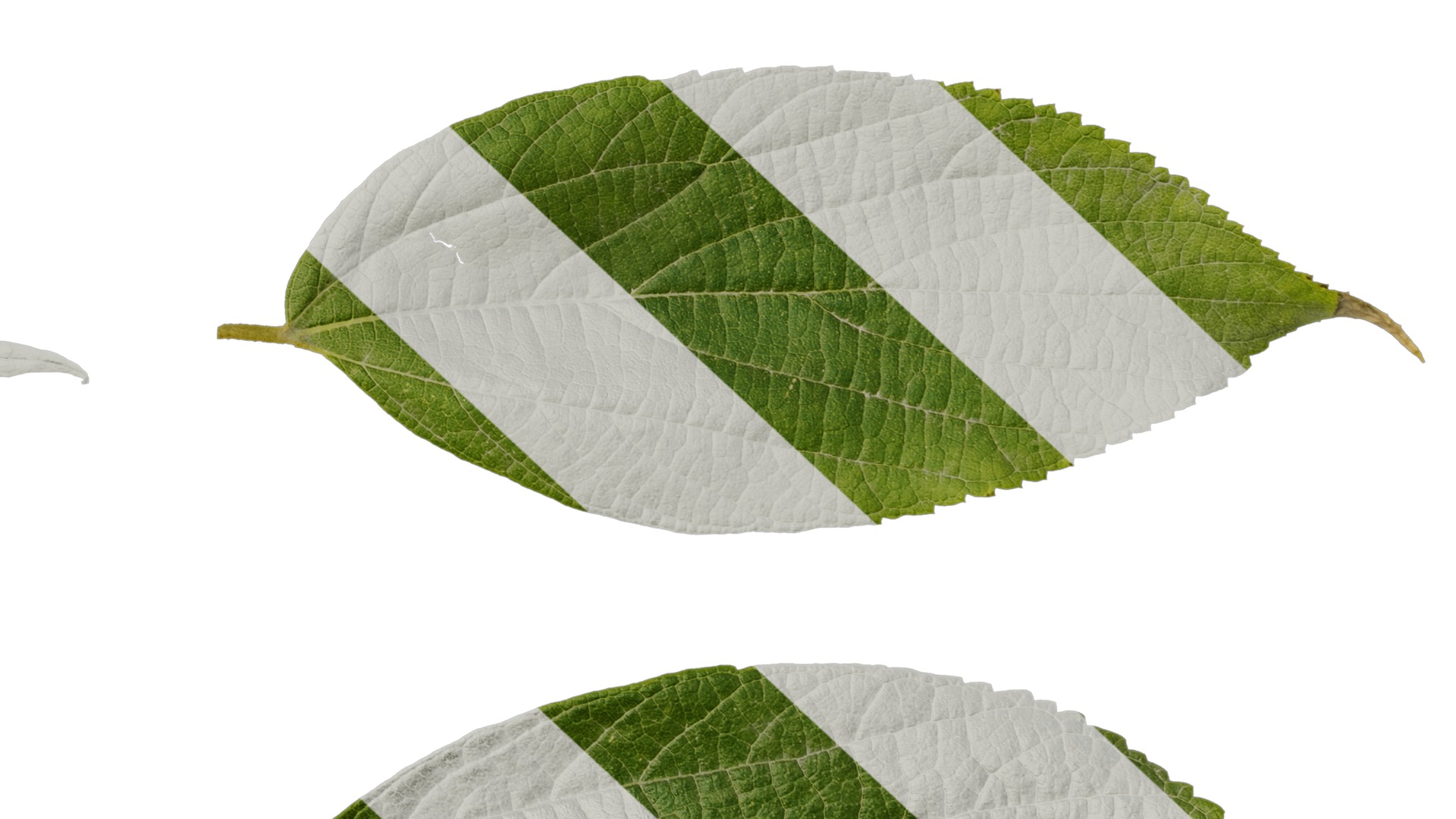 Anydrafts Celtis julianae Leaf 01 Texture_6