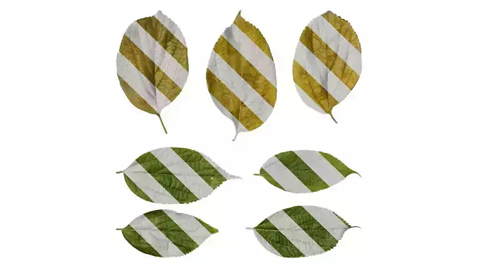 Anydrafts Celtis julianae Leaf 01 Texture