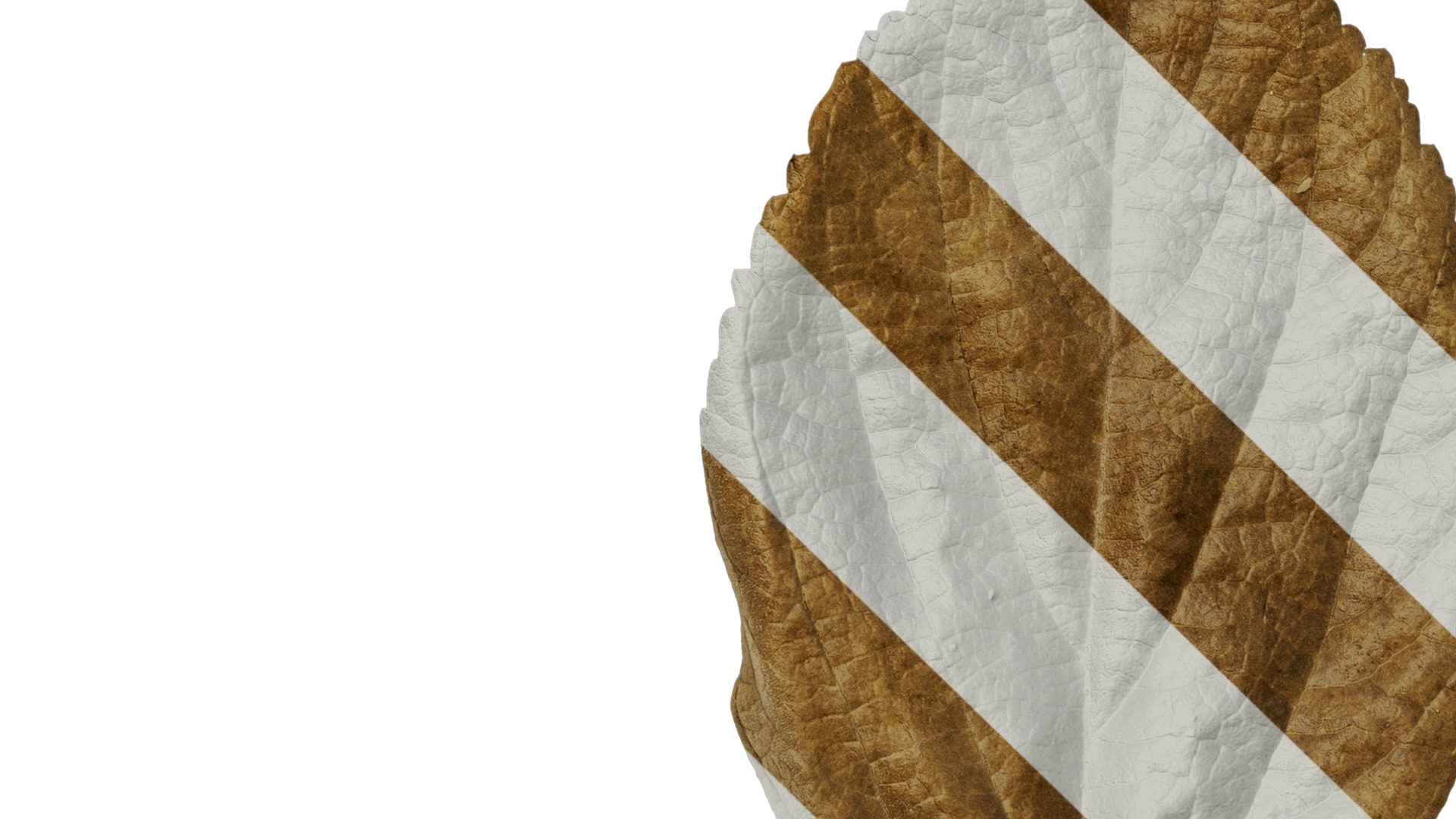 Anydrafts Celtis julianae Leaf 02 Texture_5