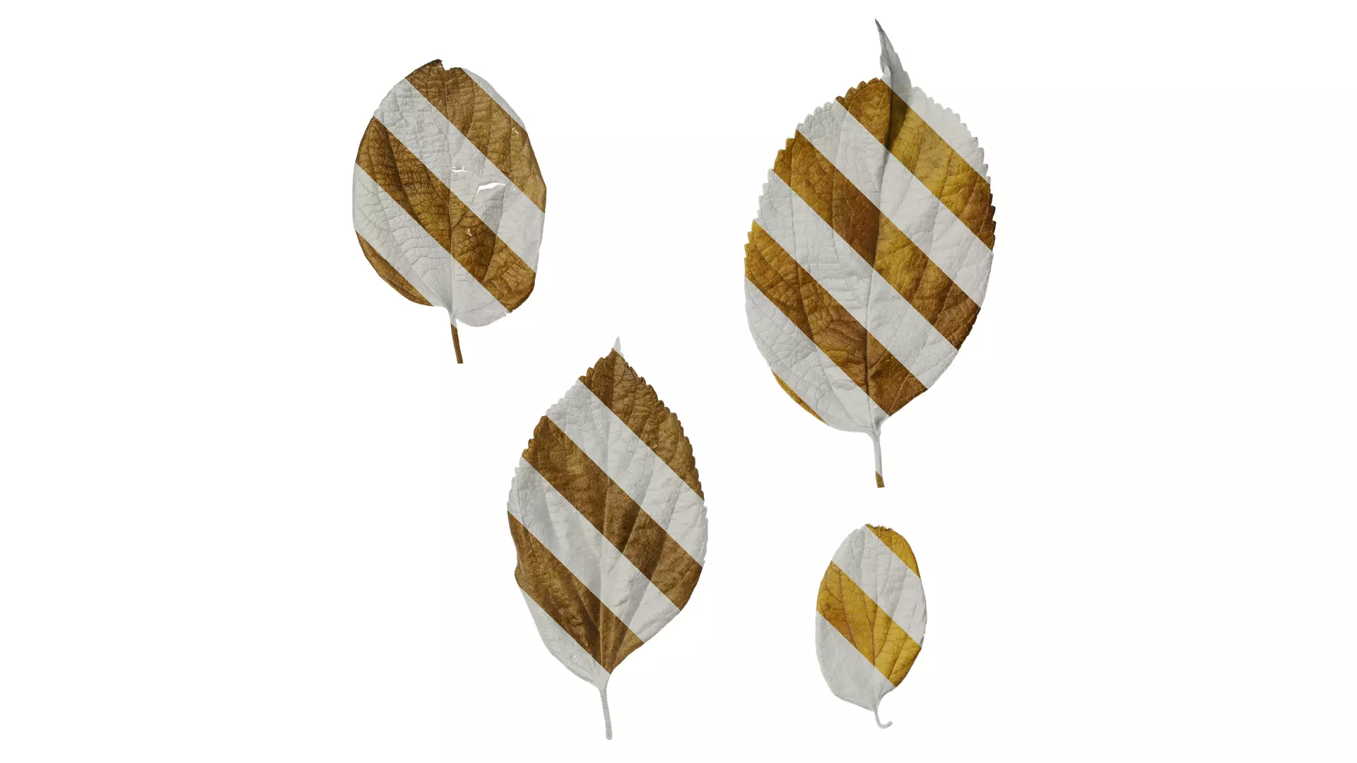 Anydrafts Celtis julianae Leaf 02 Texture_0