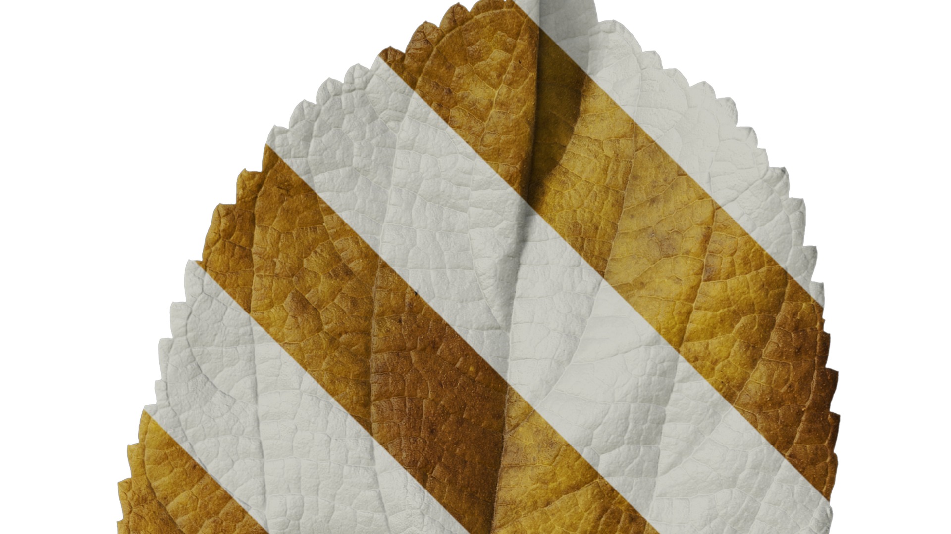 Anydrafts Celtis julianae Leaf 02 Texture_2