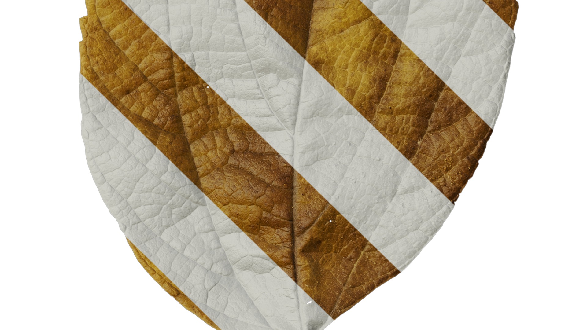 Anydrafts Celtis julianae Leaf 02 Texture_4