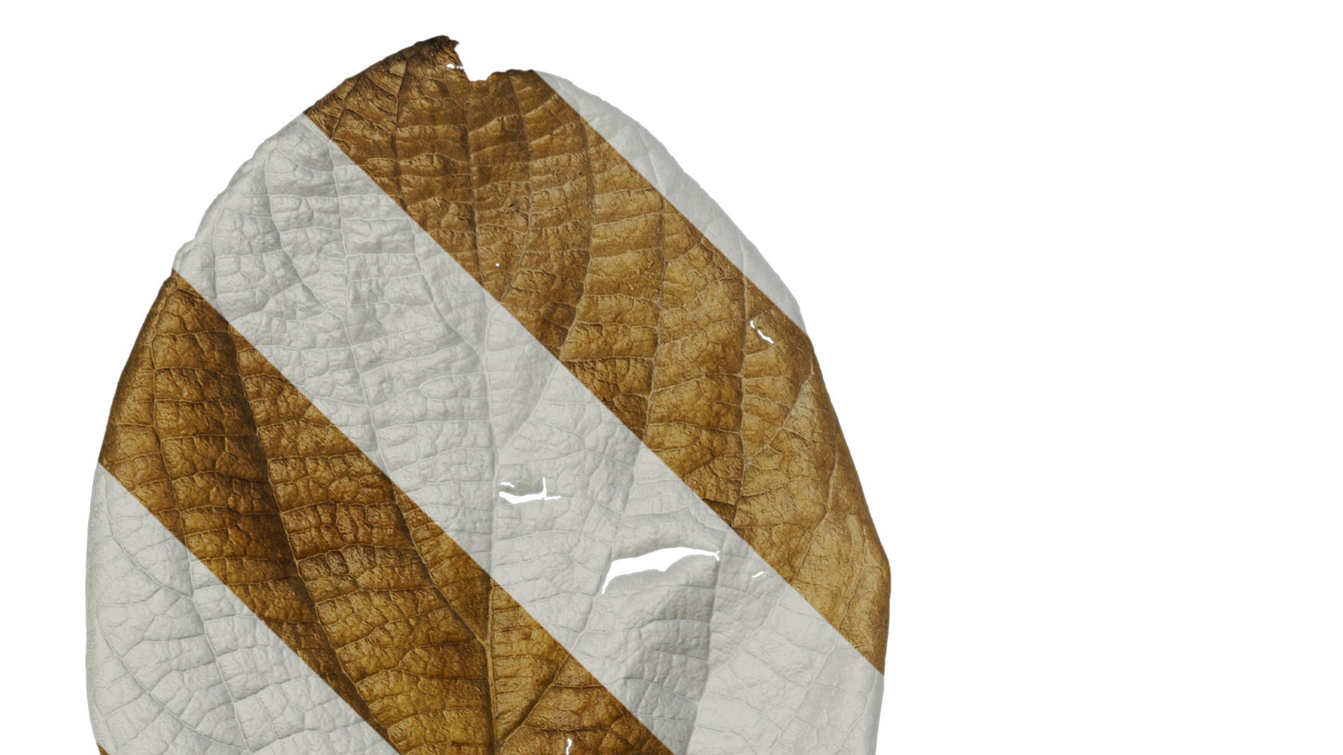 Anydrafts Celtis julianae Leaf 02 Texture_1