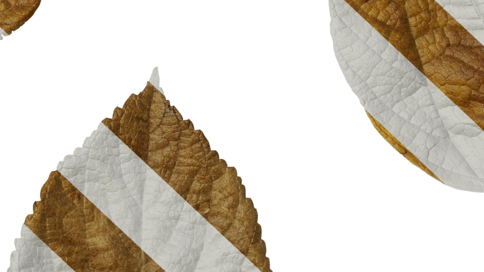 Anydrafts Celtis julianae Leaf 02 Texture_7