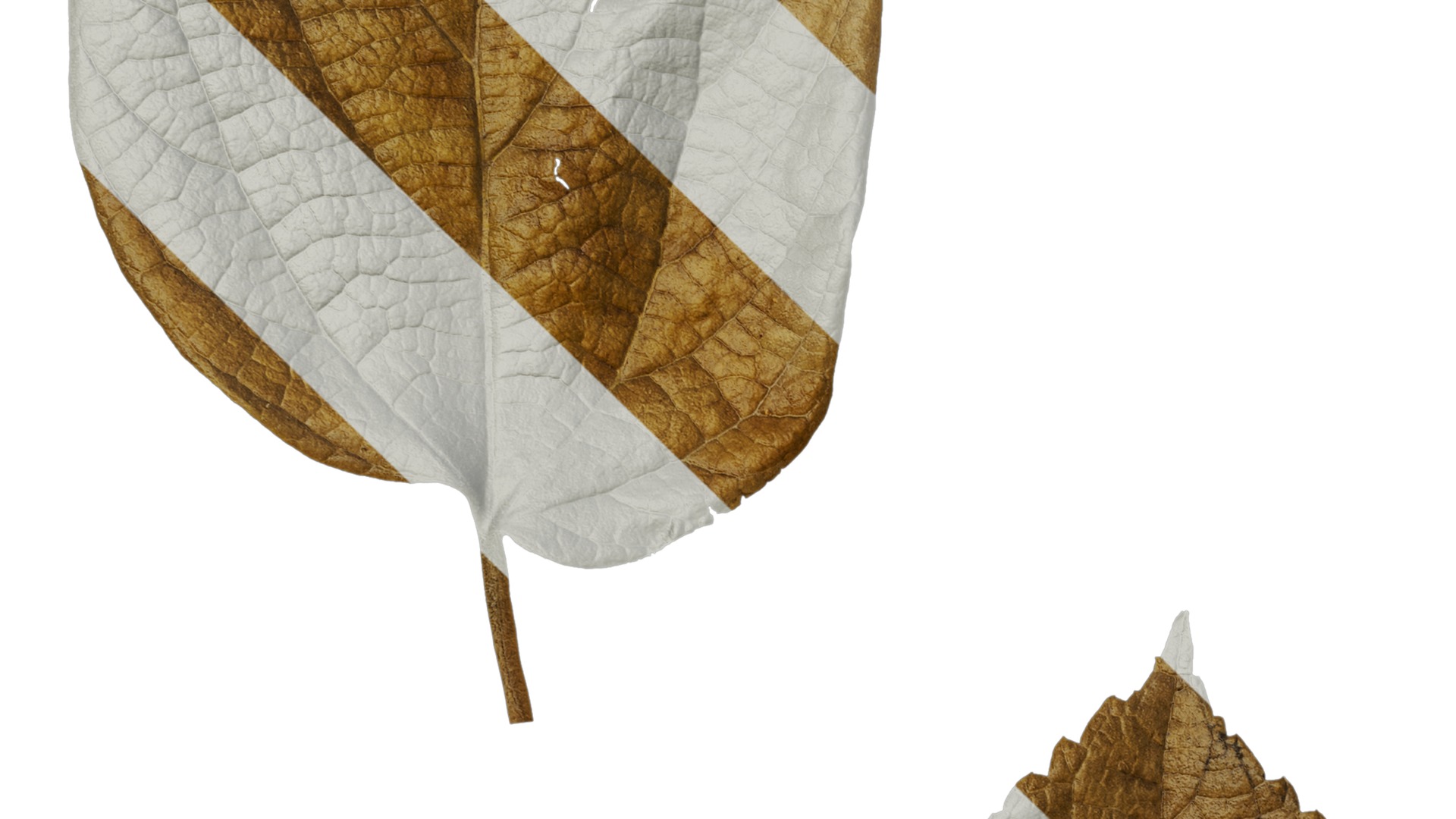 Anydrafts Celtis julianae Leaf 02 Texture_3