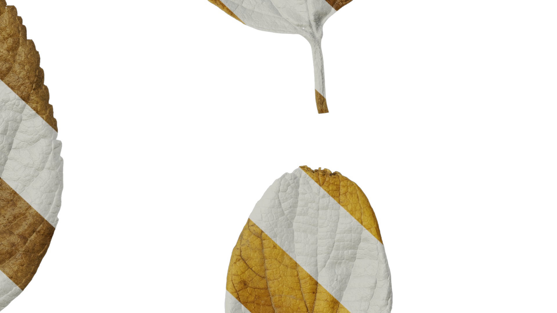 Anydrafts Celtis julianae Leaf 02 Texture_6