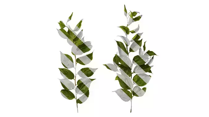 Anydrafts Celtis sinensis Atlas 02