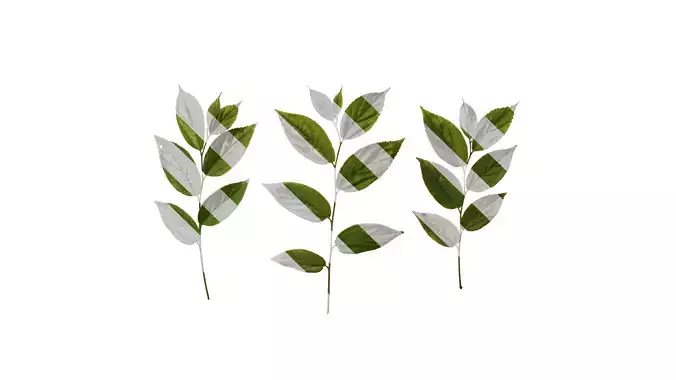 Anydrafts Celtis sinensis Atlas 07