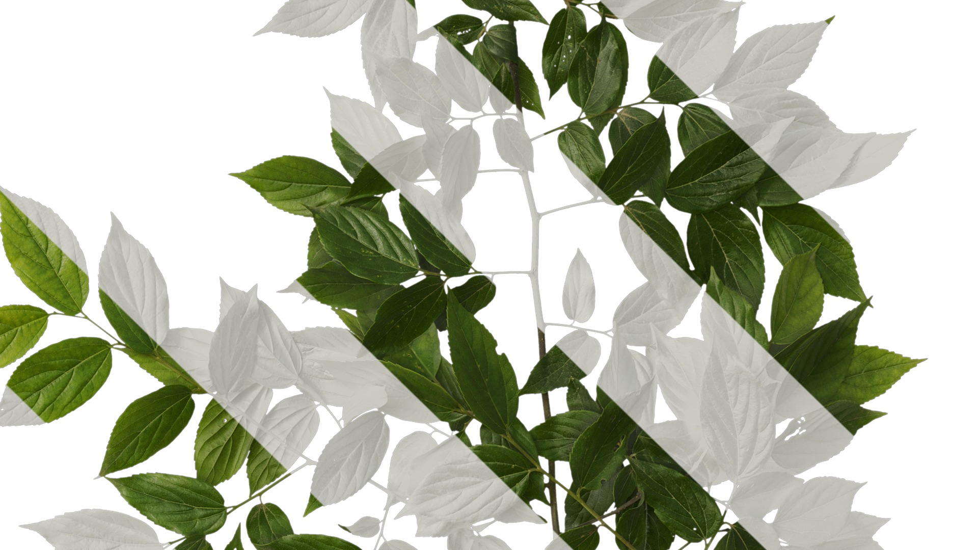 Anydrafts Celtis sinensis Atlas 08 Texture_4