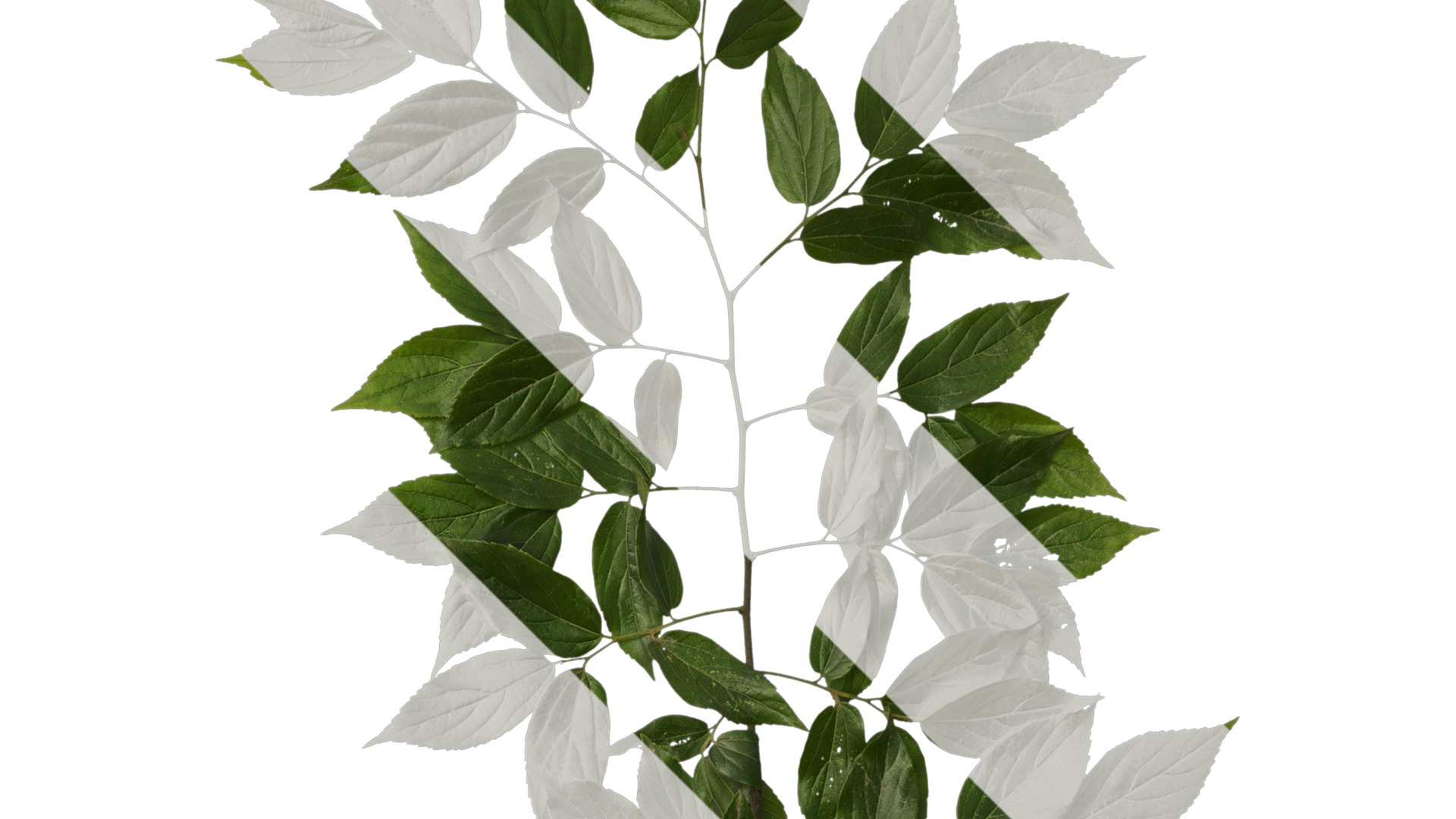 Anydrafts Celtis sinensis Atlas 08 Texture_2