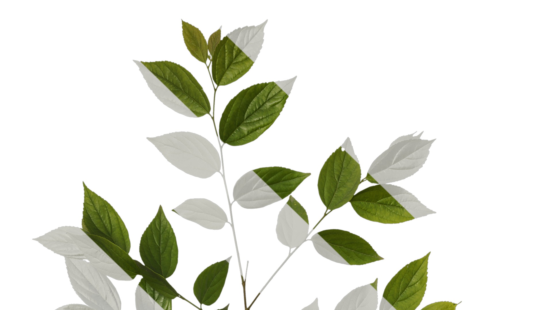 Anydrafts Celtis sinensis Atlas 08 Texture_1