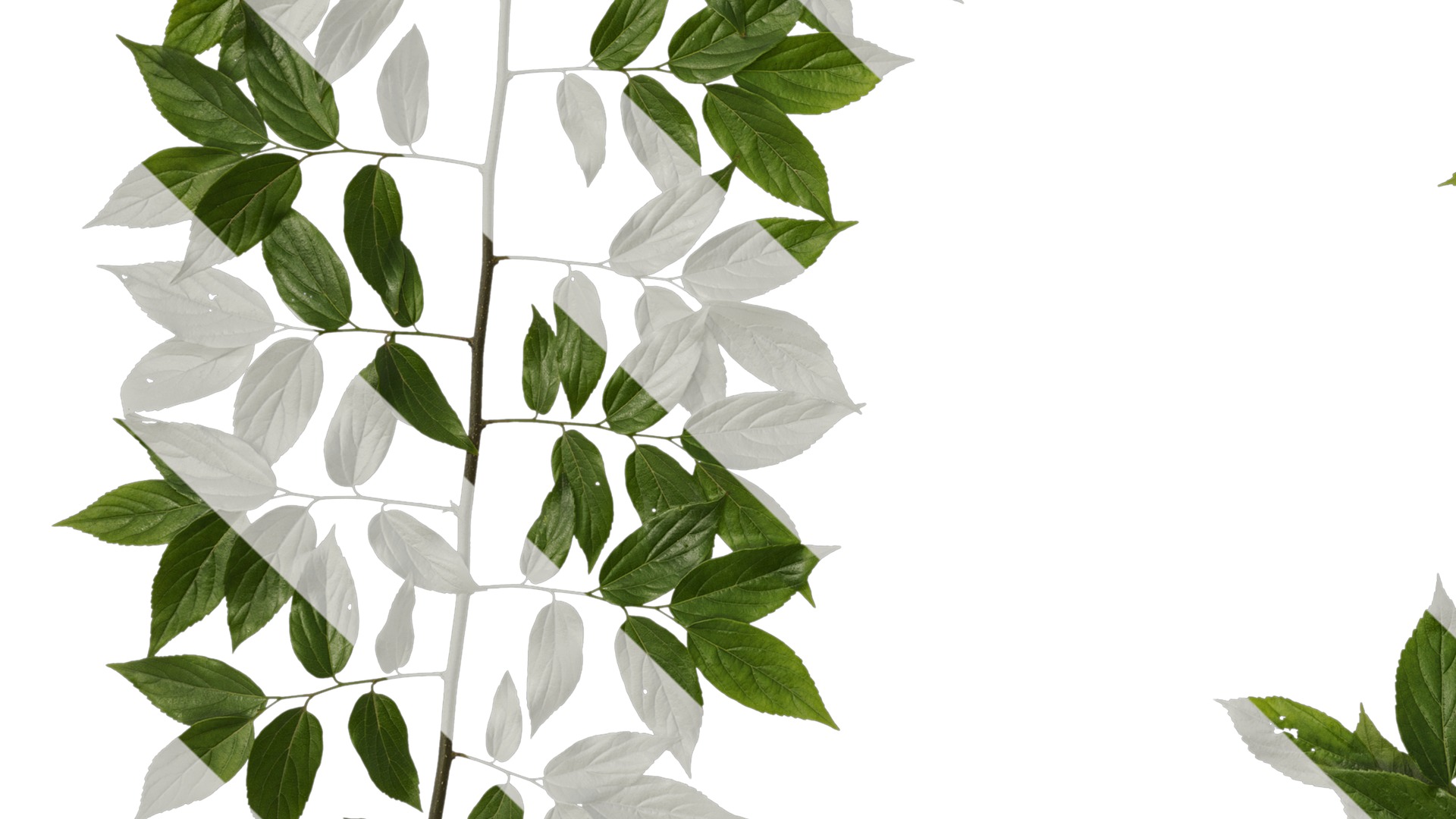 Anydrafts Celtis sinensis Atlas 08 Texture_5