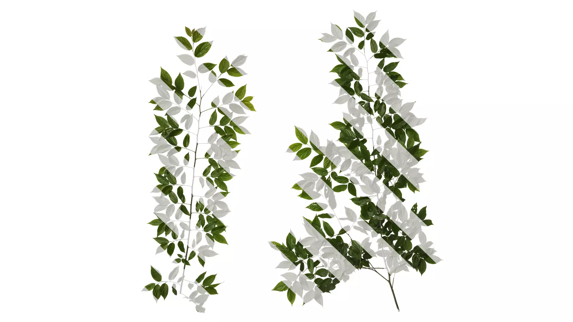 Anydrafts Celtis sinensis Atlas 08 Texture_0