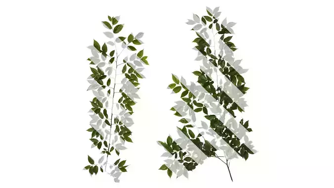 Anydrafts Celtis sinensis Atlas 08 Texture