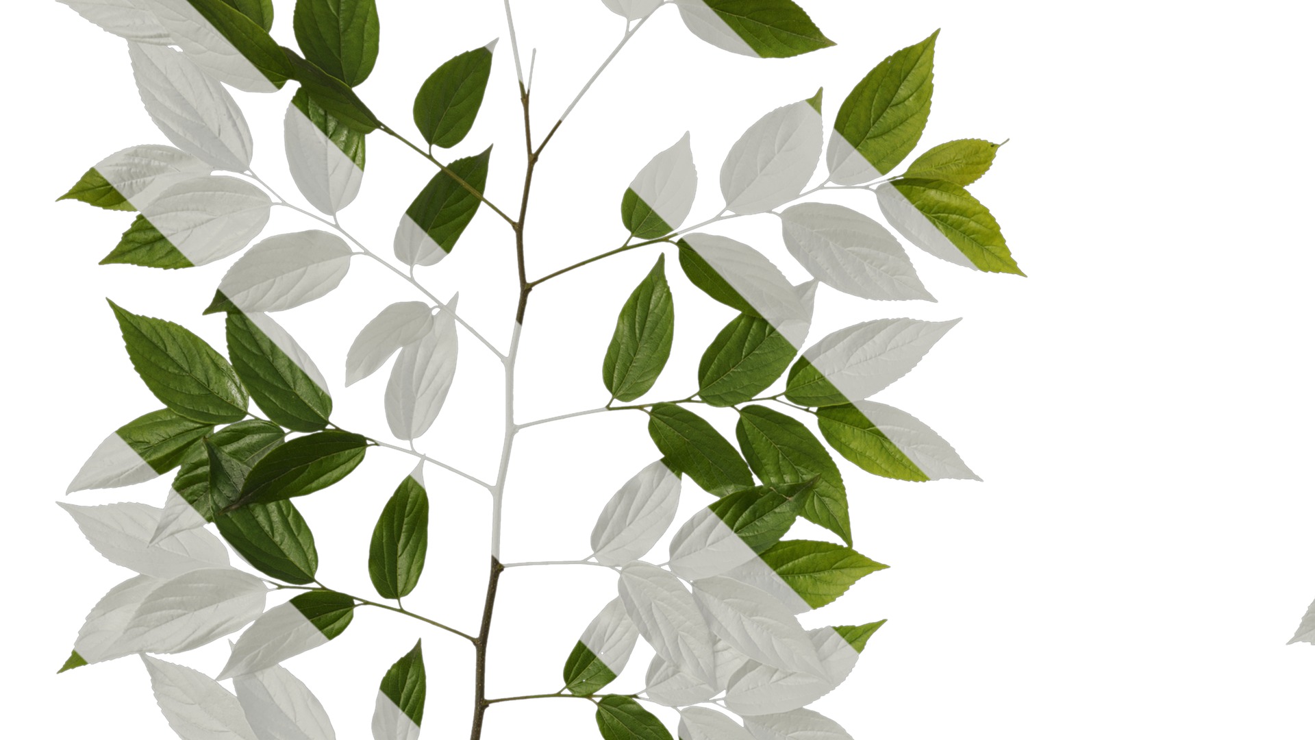 Anydrafts Celtis sinensis Atlas 08 Texture_3