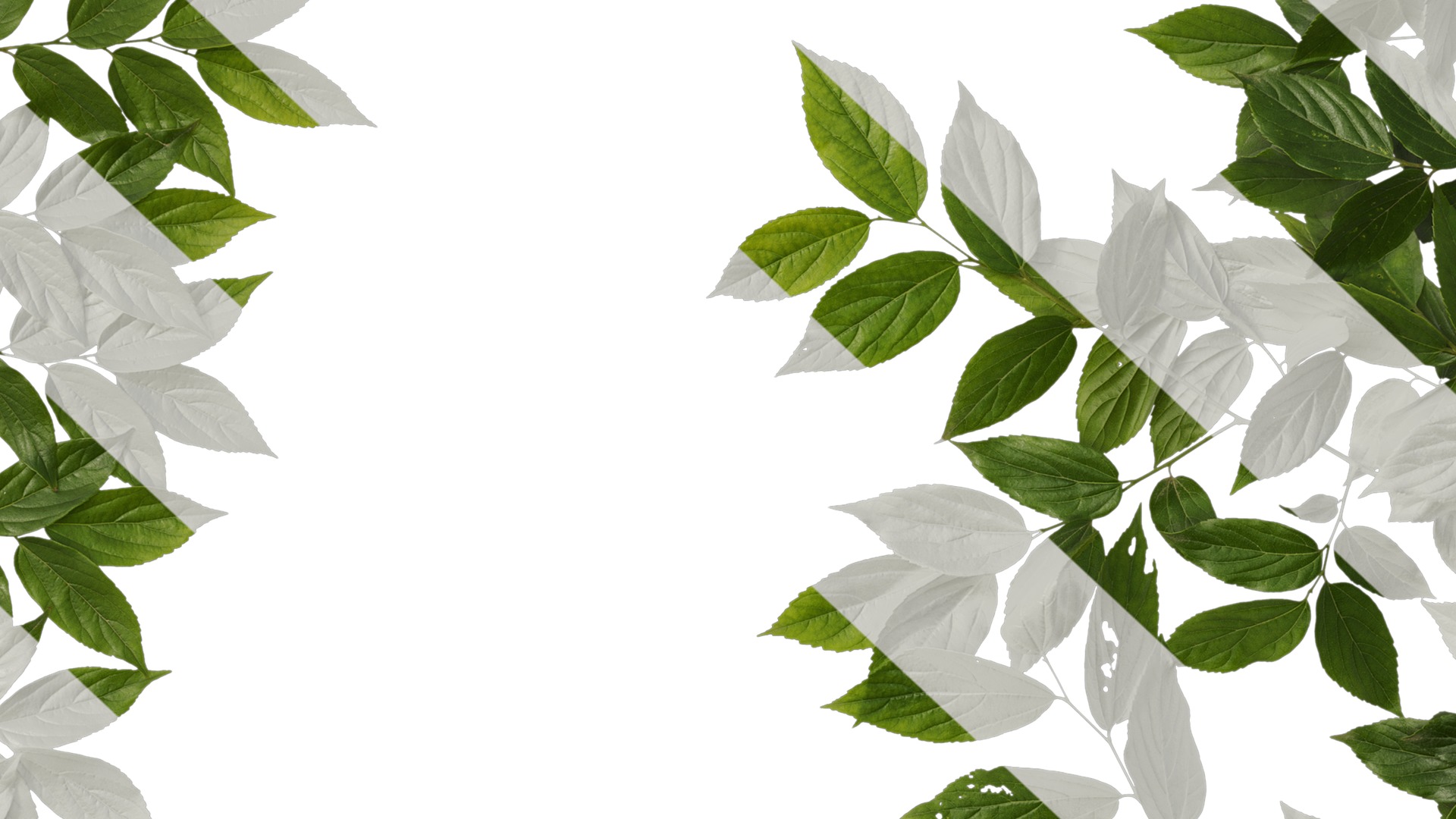 Anydrafts Celtis sinensis Atlas 08 Texture_7