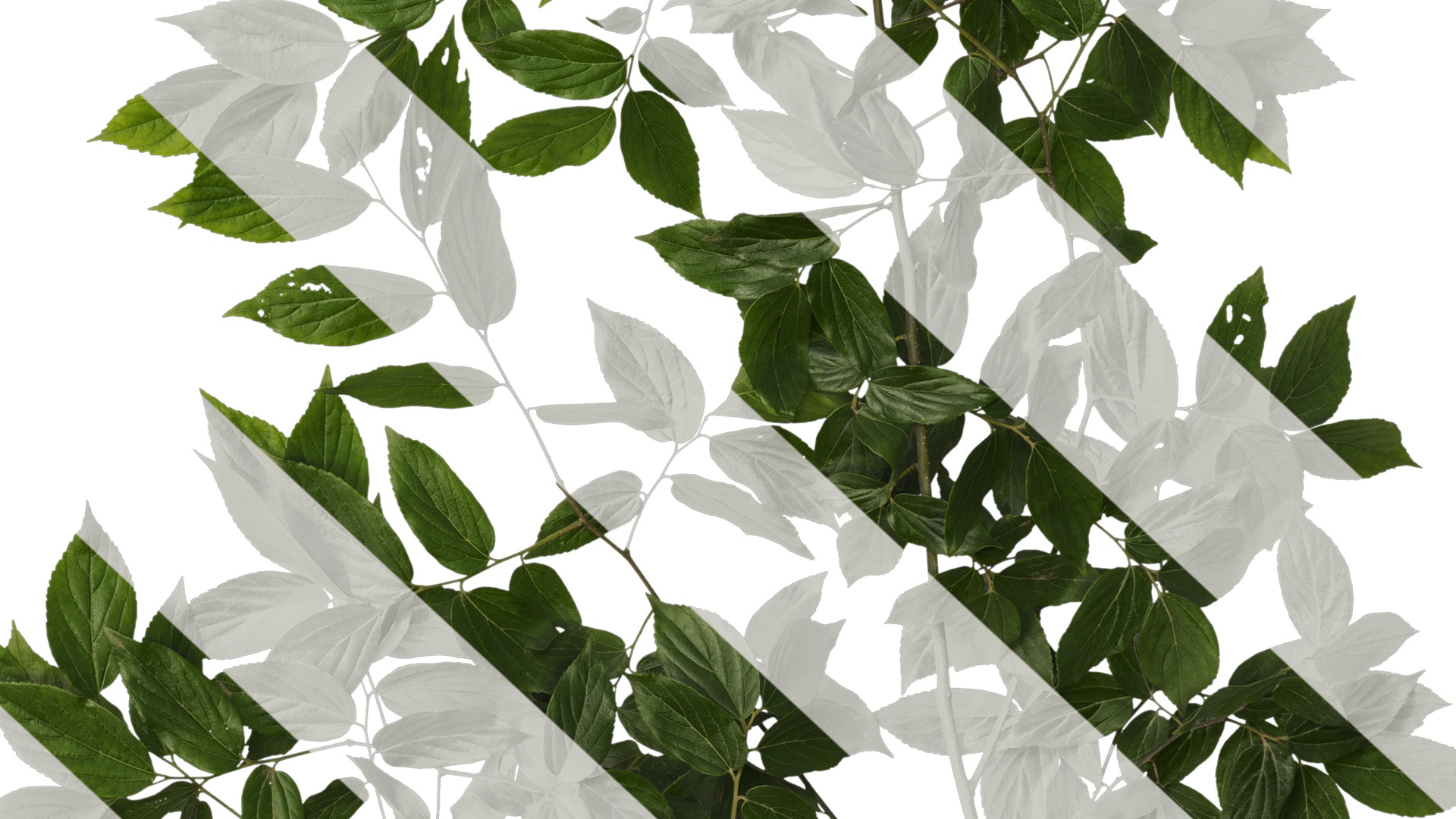 Anydrafts Celtis sinensis Atlas 08 Texture_6