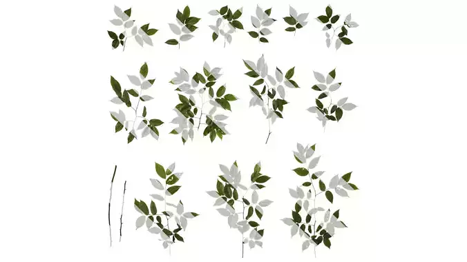 Anydrafts Celtis sinensis Atlas 09