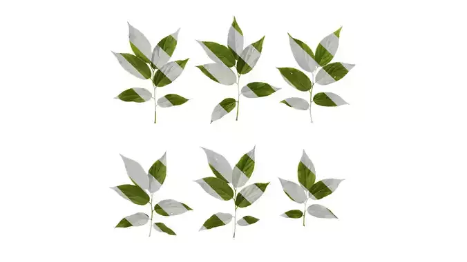 Anydrafts Celtis sinensis Atlas 10