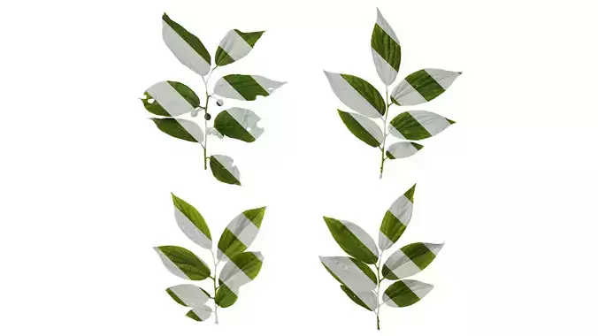 Anydrafts Celtis sinensis Atlas 11 Texture