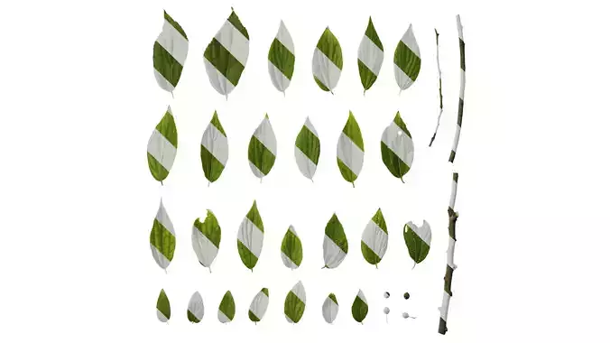 Anydrafts Celtis sinensis Atlas 12