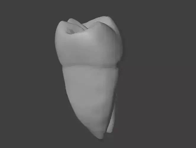3D Model of Mandibular First Molar Anatomy 3D print model