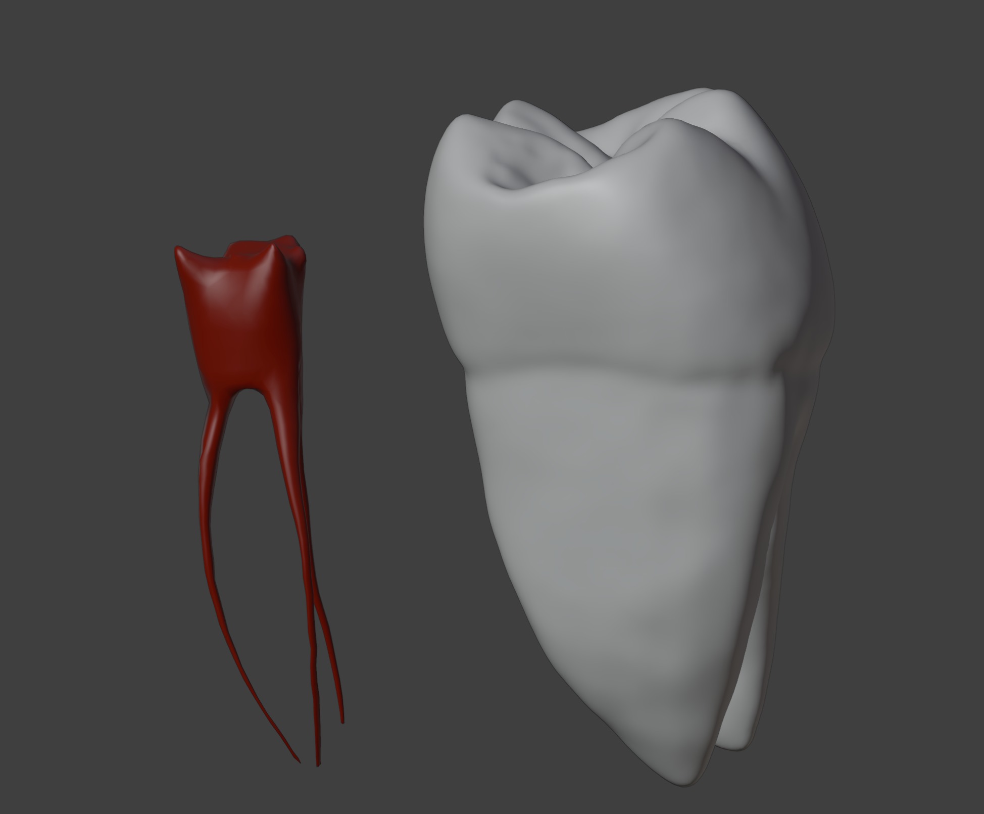 3D Model of Mandibular First Molar Anatomy 3D print model_2