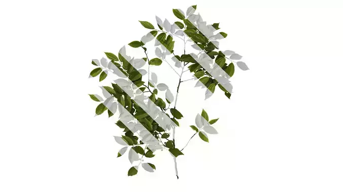 Anydrafts Celtis sinensis Atlas 13