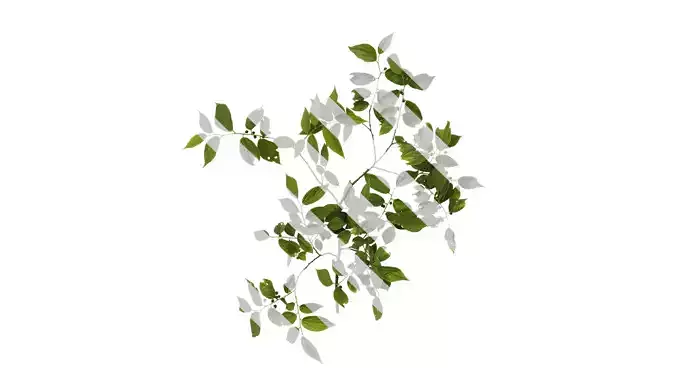 Anydrafts Celtis sinensis Atlas 14