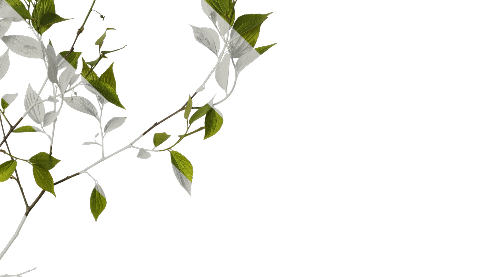 Anydrafts Celtis sinensis Atlas 17 Texture_4