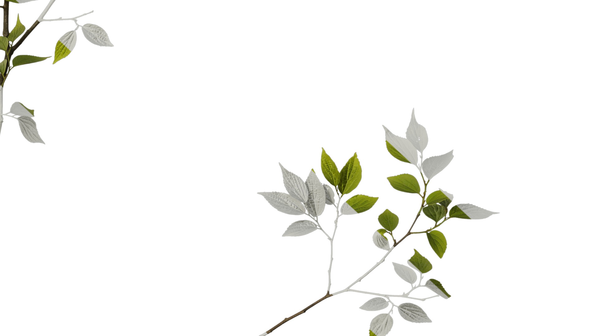 Anydrafts Celtis sinensis Atlas 17 Texture_6