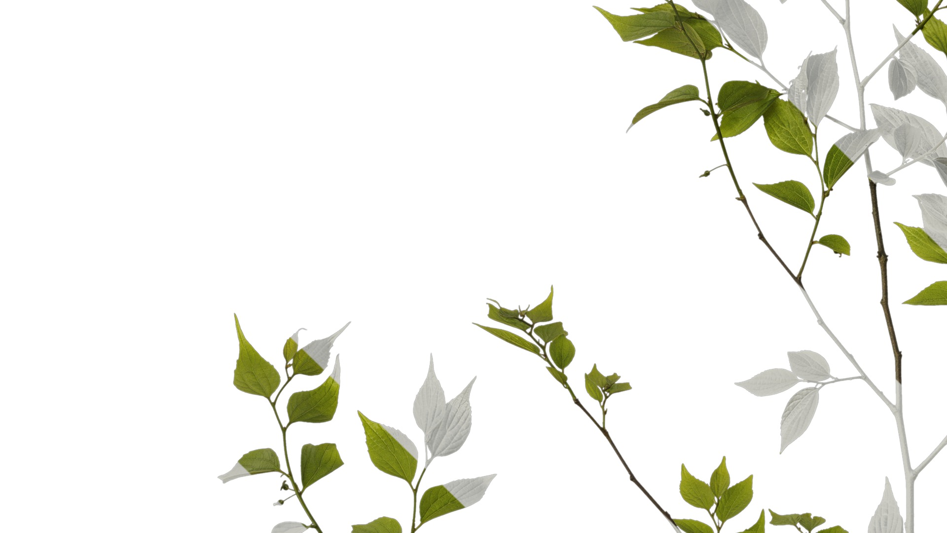 Anydrafts Celtis sinensis Atlas 17 Texture_3