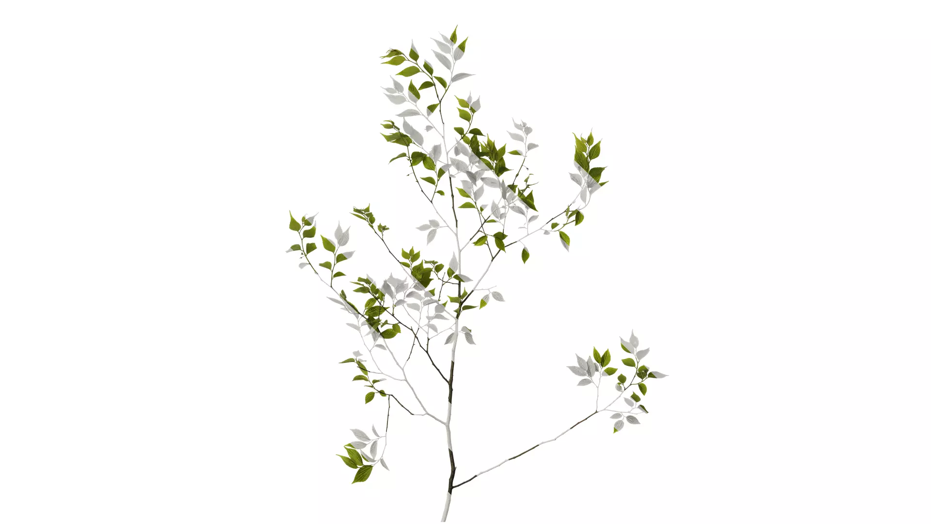 Anydrafts Celtis sinensis Atlas 17 Texture_0