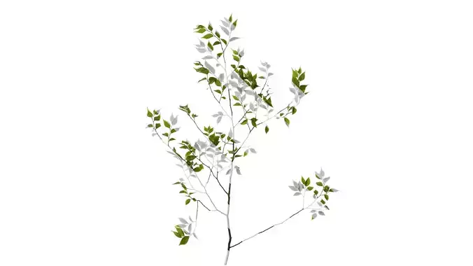Anydrafts Celtis sinensis Atlas 17