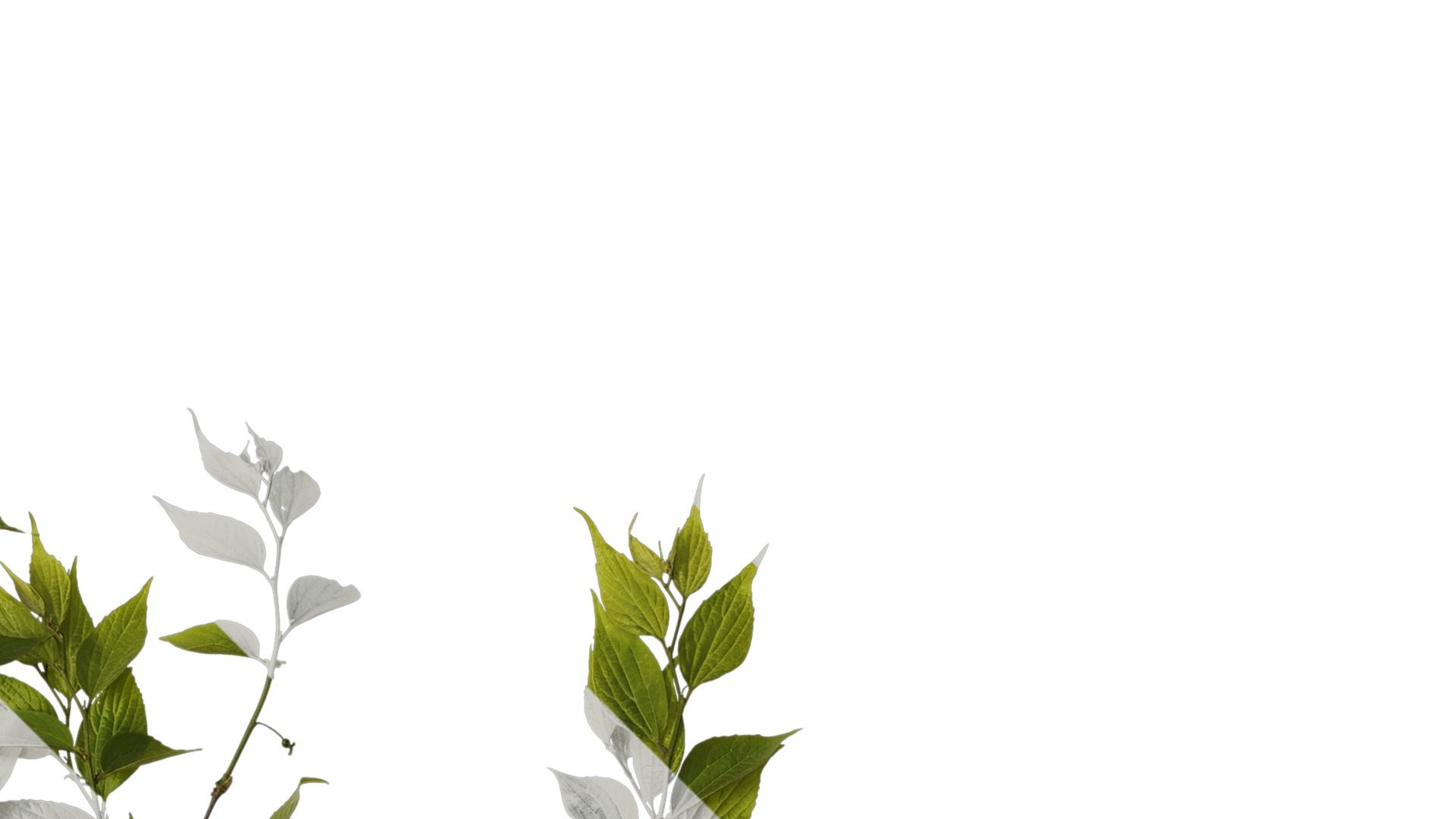 Anydrafts Celtis sinensis Atlas 17 Texture_2