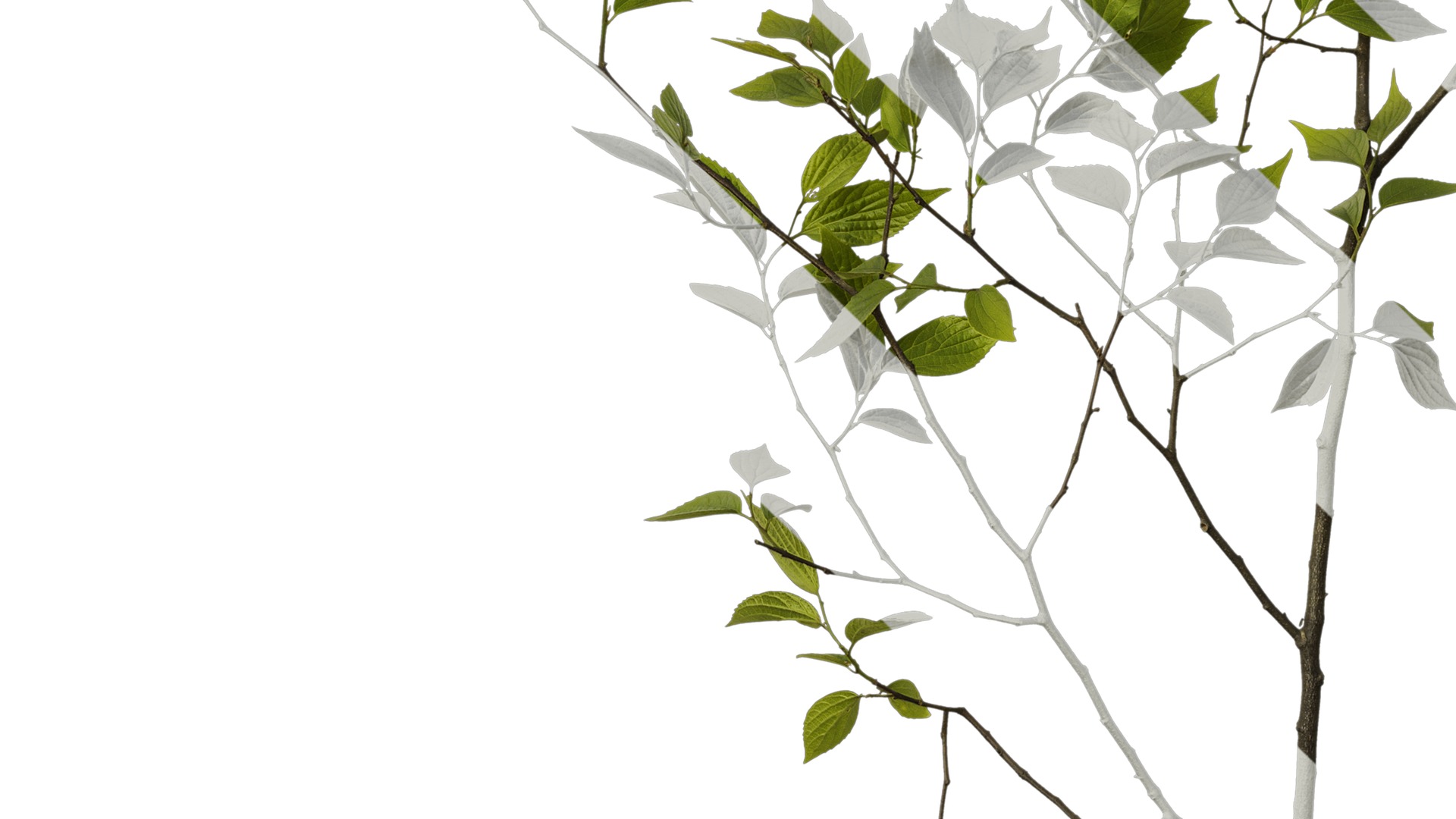 Anydrafts Celtis sinensis Atlas 17 Texture_5