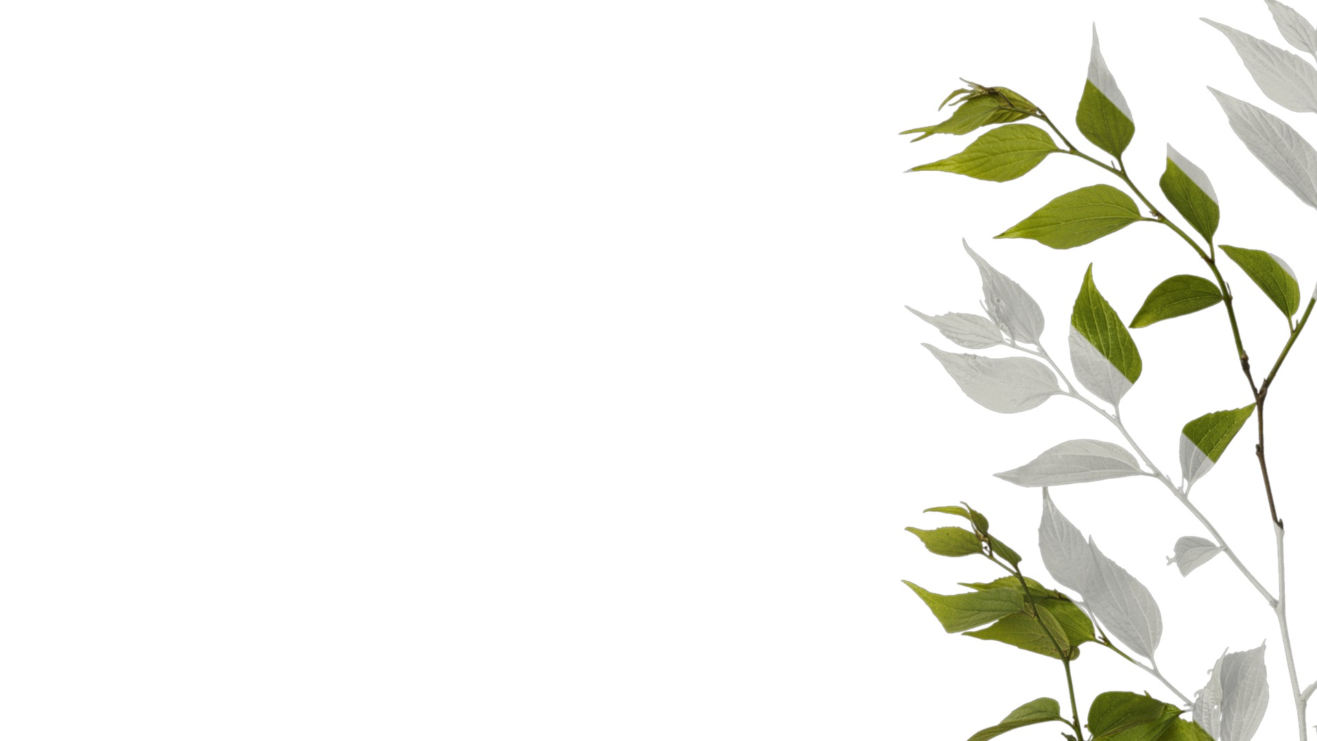 Anydrafts Celtis sinensis Atlas 17 Texture_1