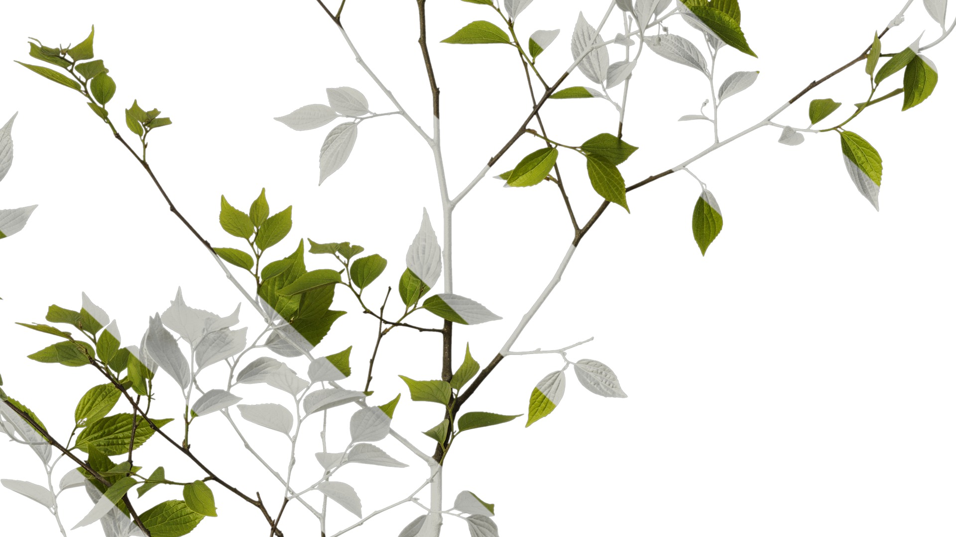 Anydrafts Celtis sinensis Atlas 17 Texture_7