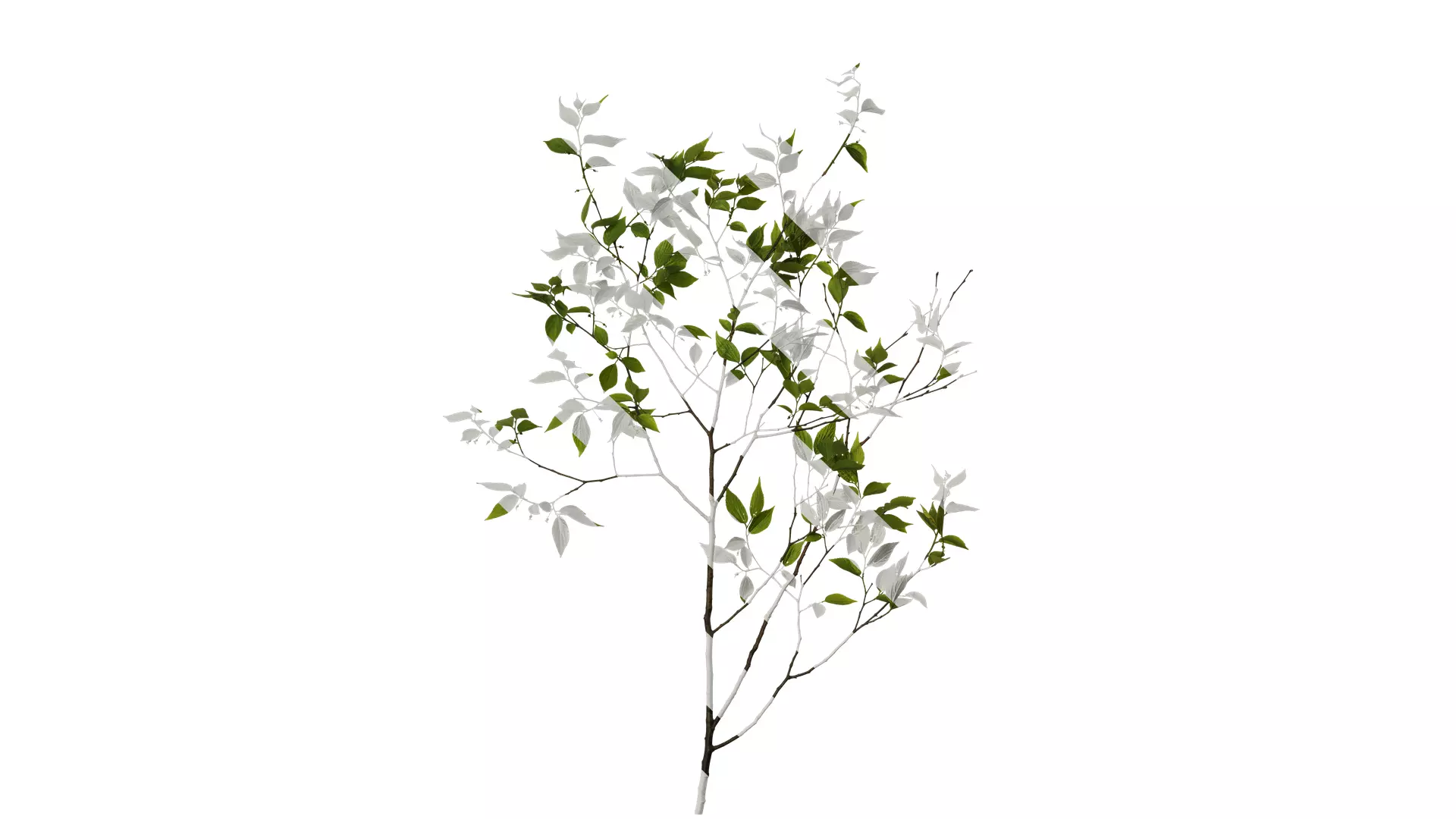 Anydrafts Celtis sinensis Atlas 18 Texture