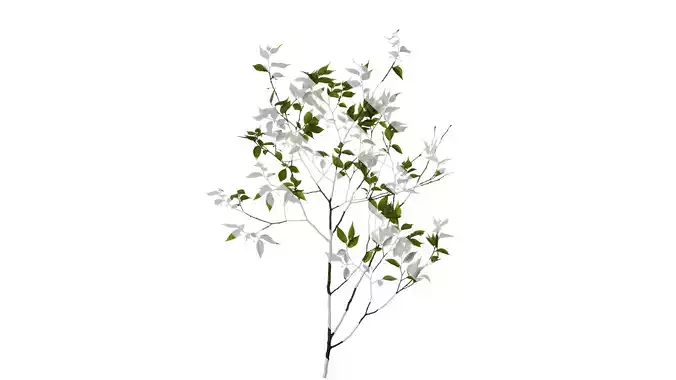 Anydrafts Celtis sinensis Atlas 18