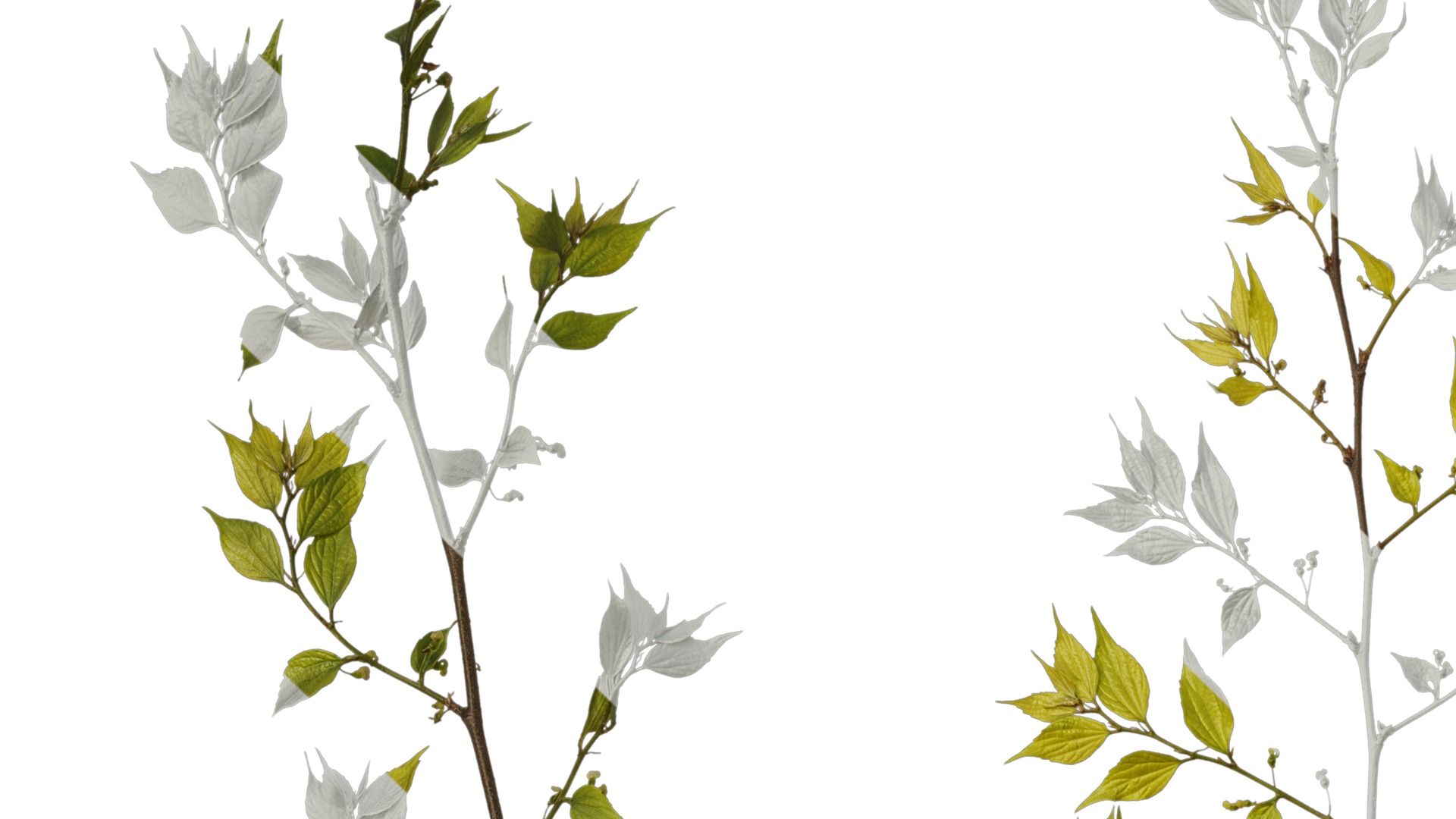 Anydrafts Celtis sinensis Atlas 19 Texture_1