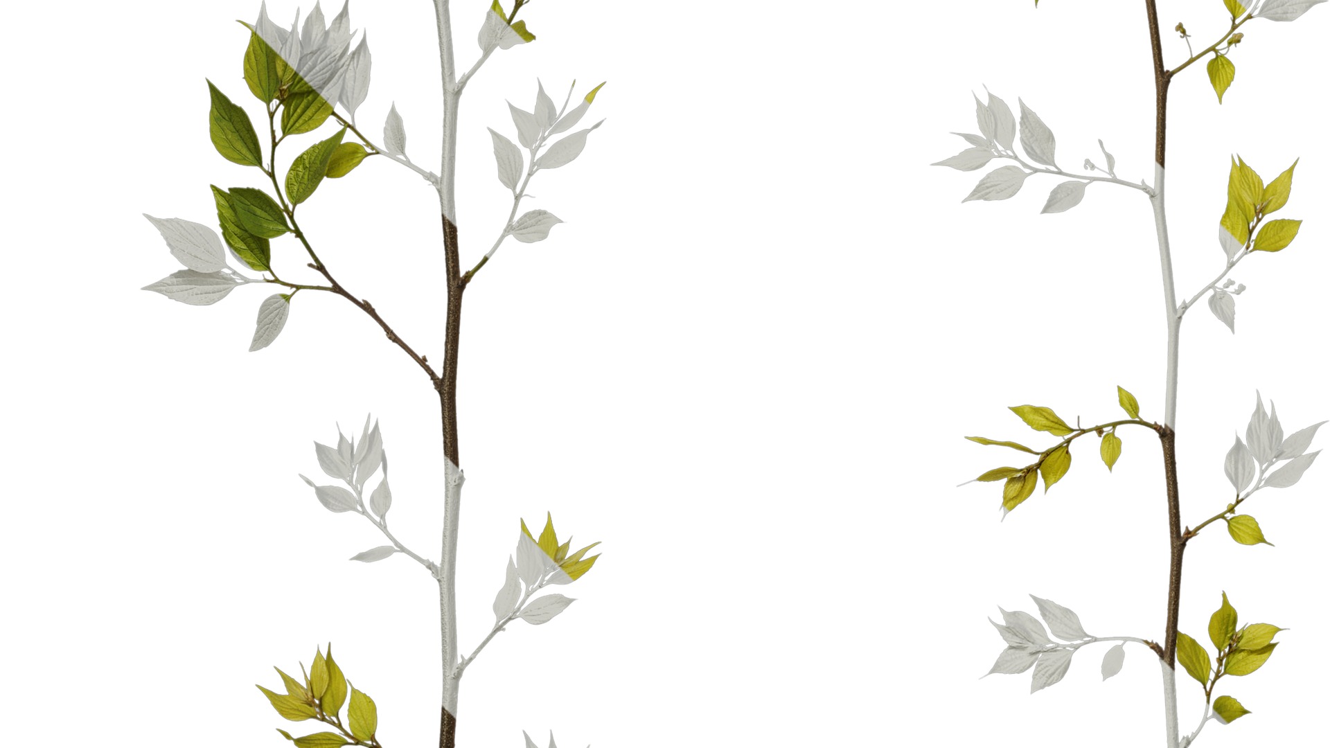 Anydrafts Celtis sinensis Atlas 19 Texture_5