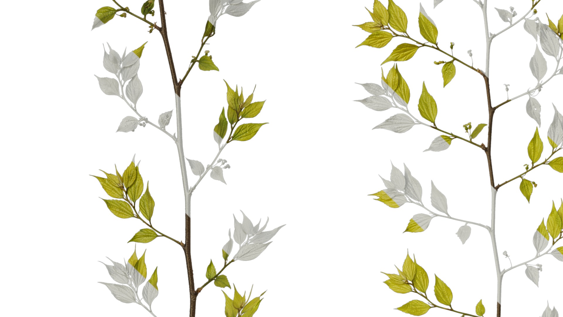 Anydrafts Celtis sinensis Atlas 19 Texture_3