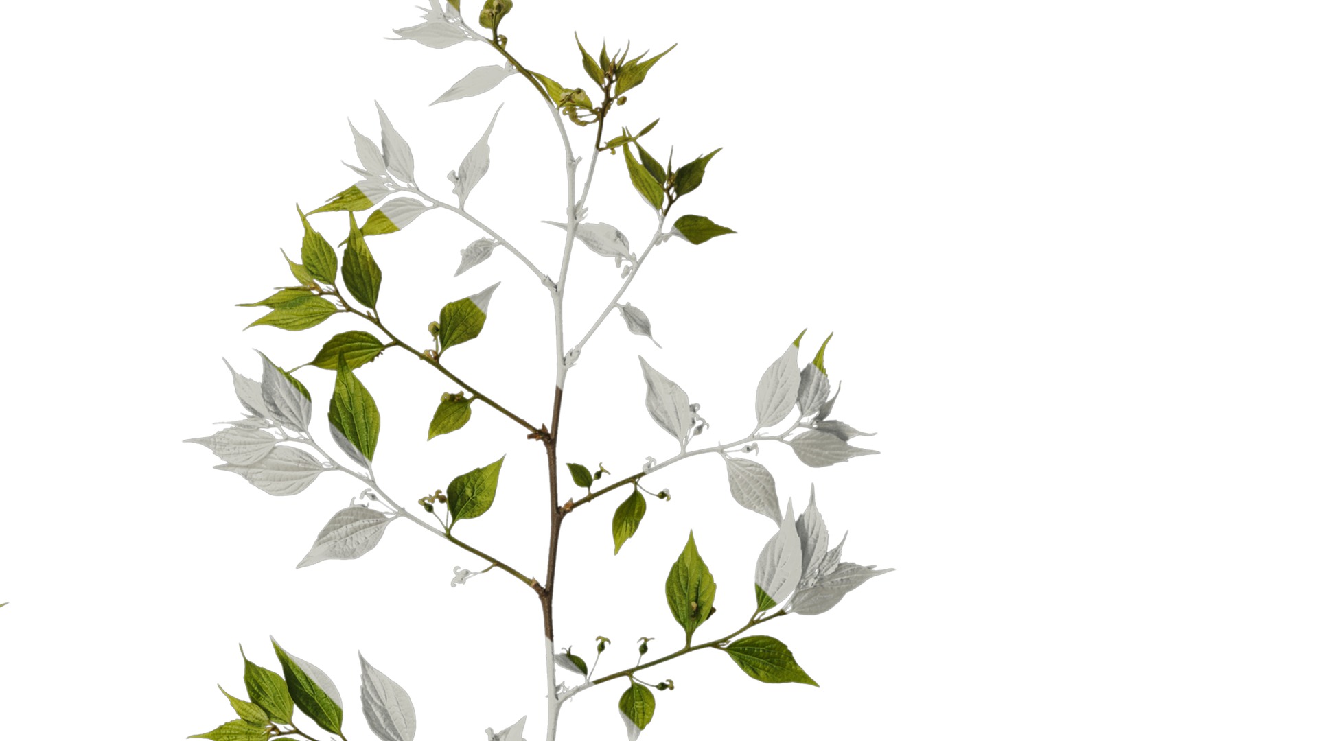 Anydrafts Celtis sinensis Atlas 19 Texture_2