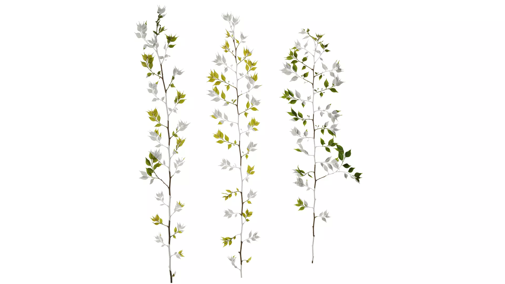 Anydrafts Celtis sinensis Atlas 19 Texture_0