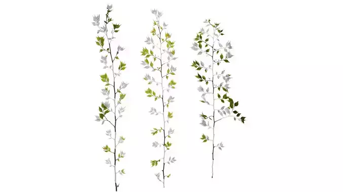 Anydrafts Celtis sinensis Atlas 19 Texture