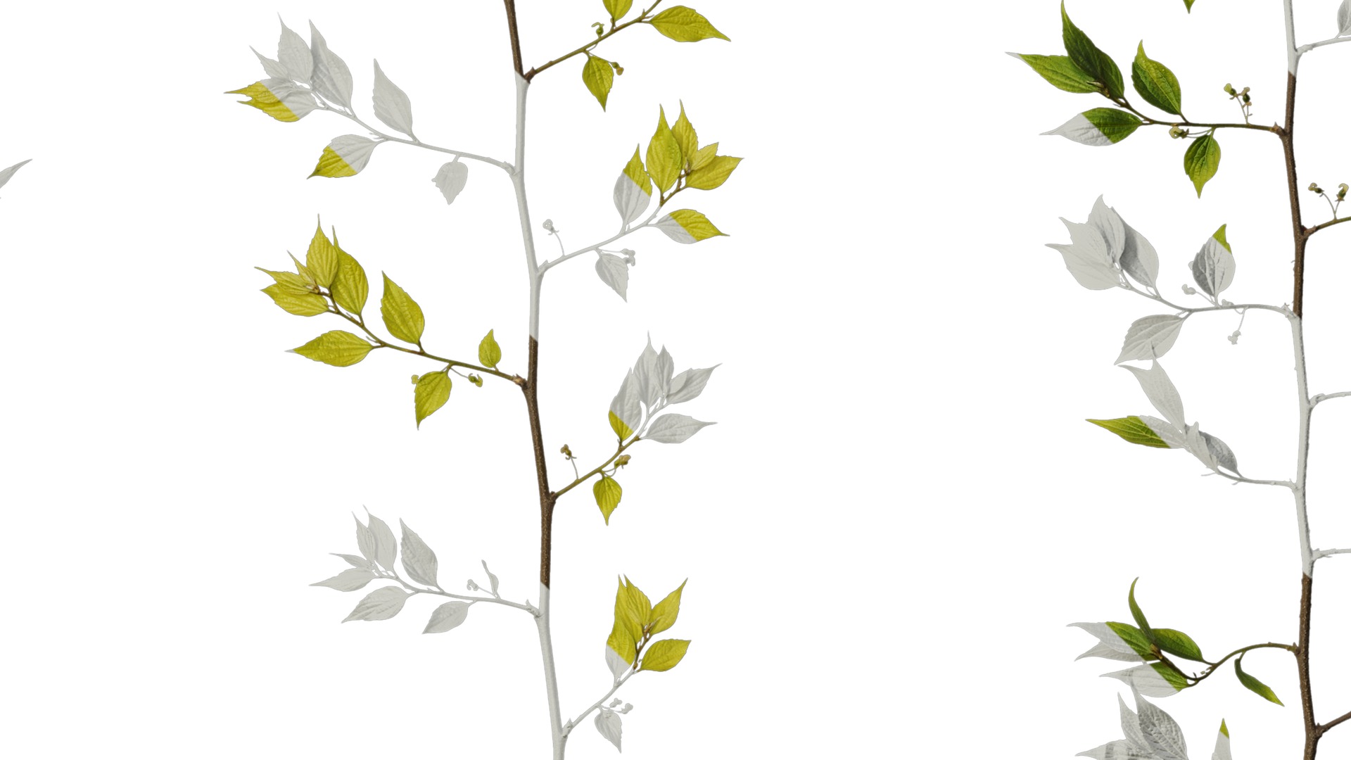 Anydrafts Celtis sinensis Atlas 19 Texture_7